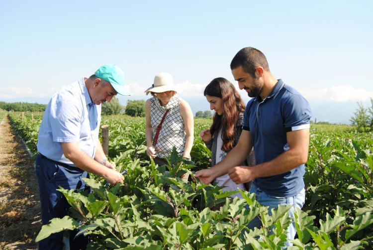 Georgian farmers increase income and productivity with EU and FAO support 